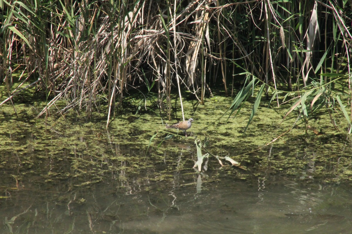 European Turtle-Dove - ML104565811