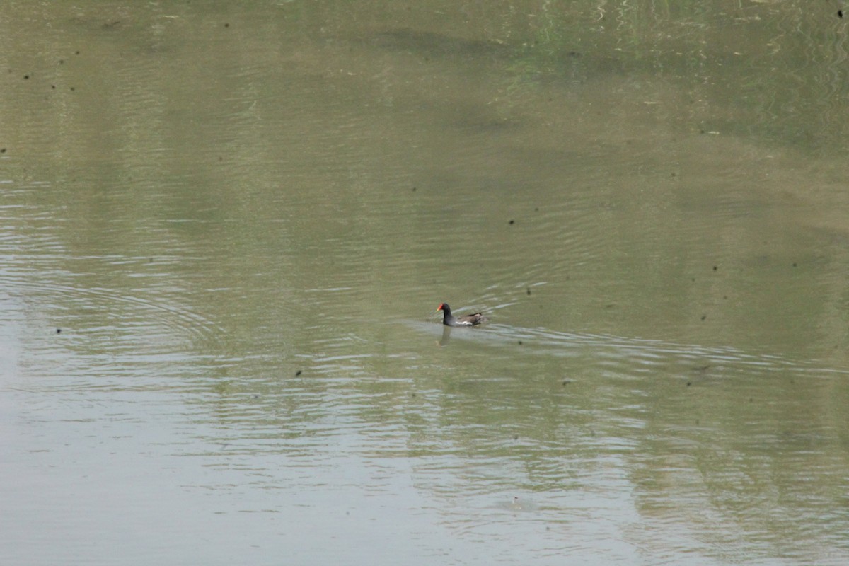 Eurasian Moorhen - ML104565861