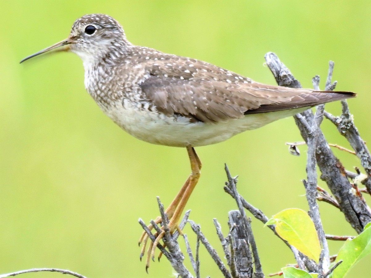 Solitary Sandpiper - Roy Lambert