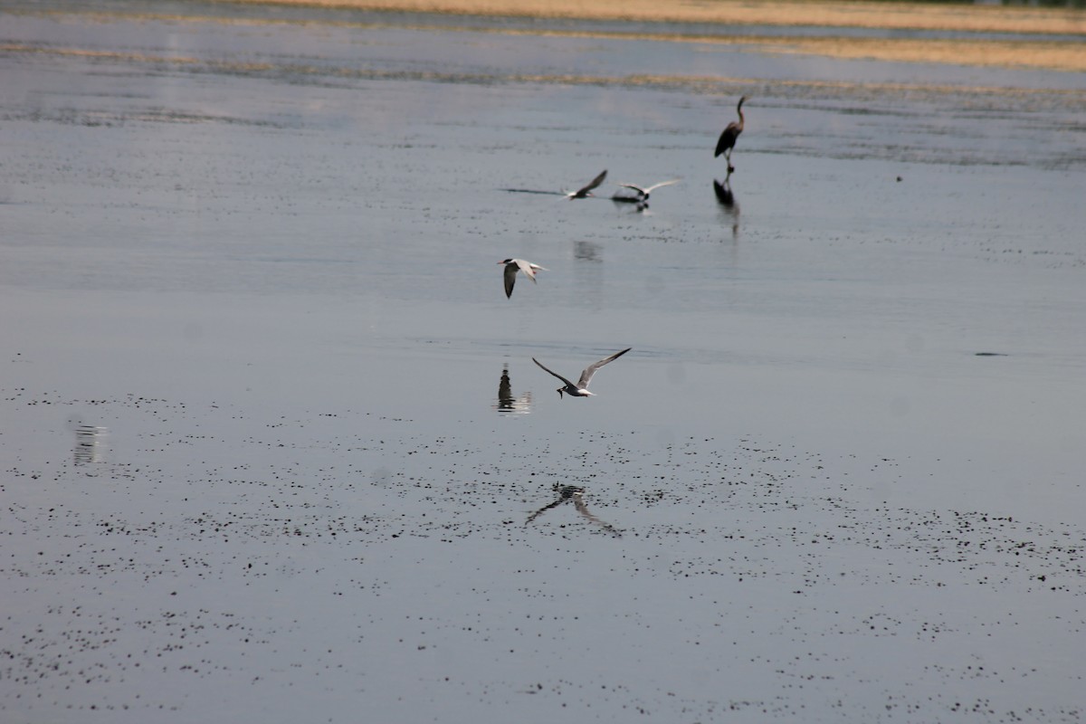 Common Tern - Ido Gal