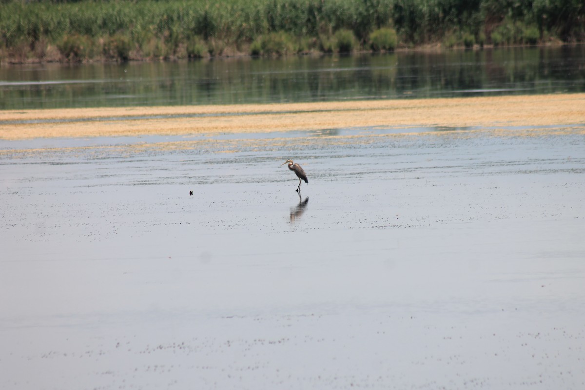 Purple Heron - ML104566411