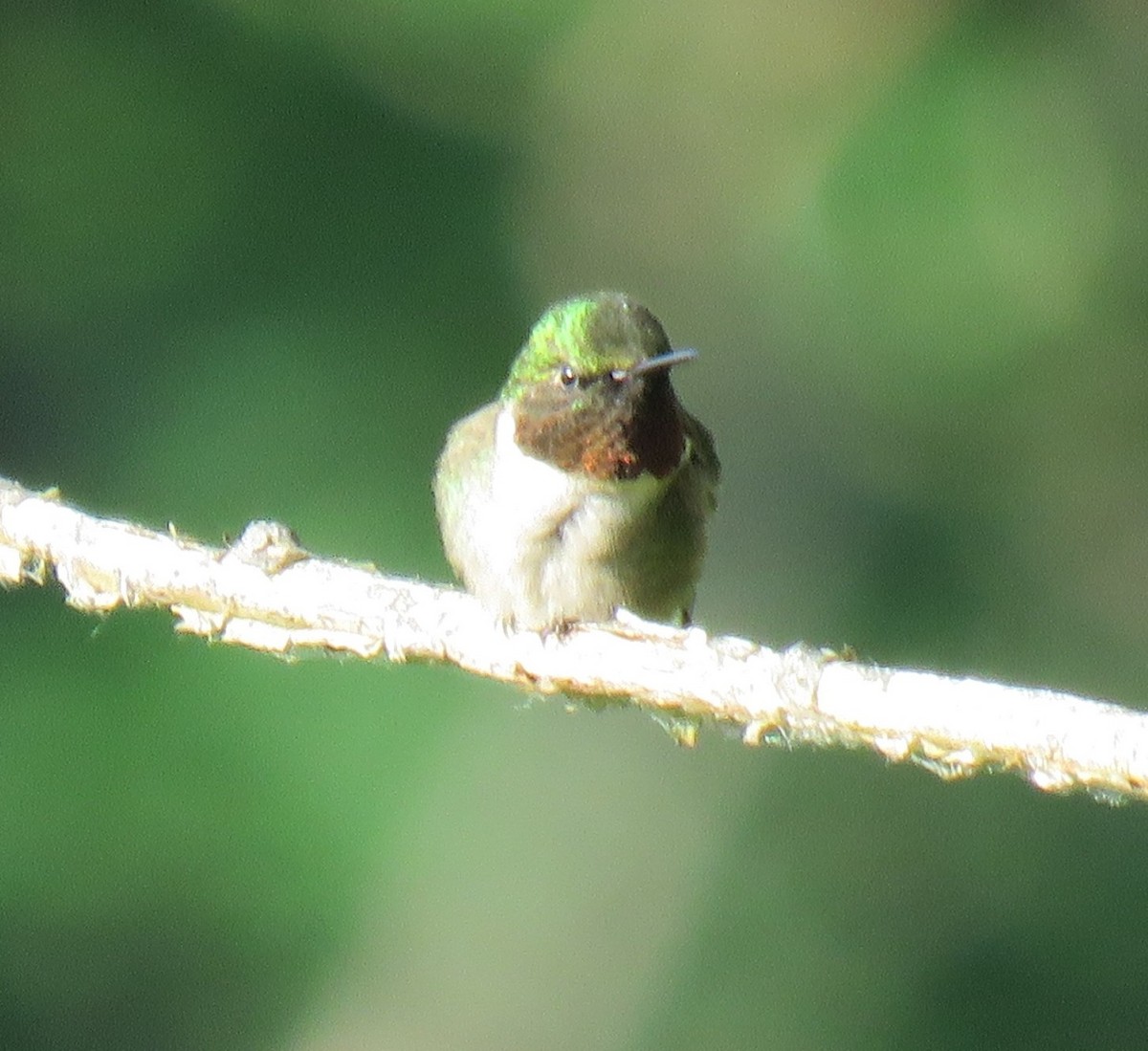 Ruby-throated Hummingbird - ML104569451