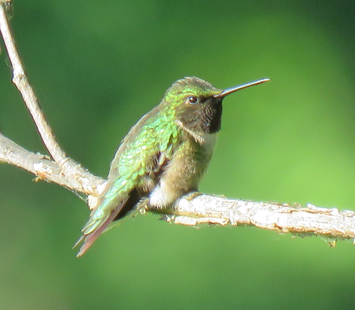 Ruby-throated Hummingbird - ML104569491