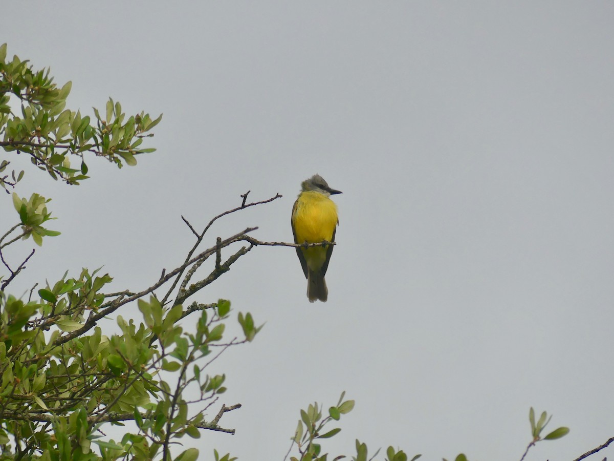 Couch's Kingbird - ML104570221