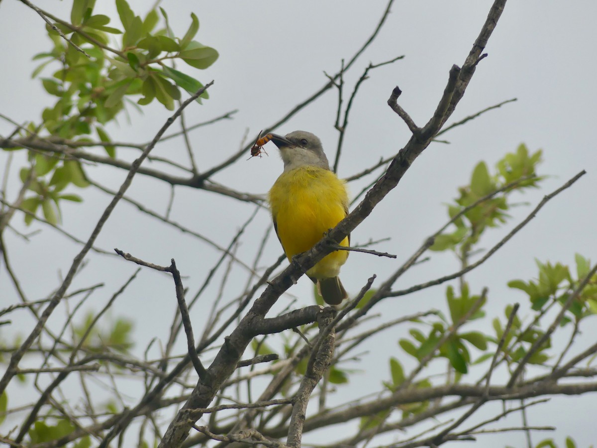 Couch's Kingbird - Charlie Plimpton