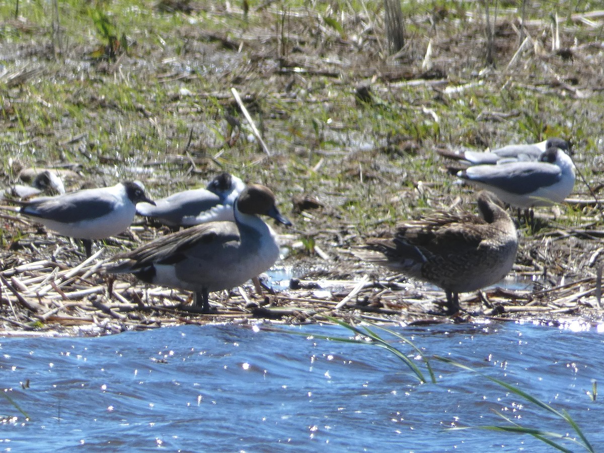 Northern Pintail - ML104570731