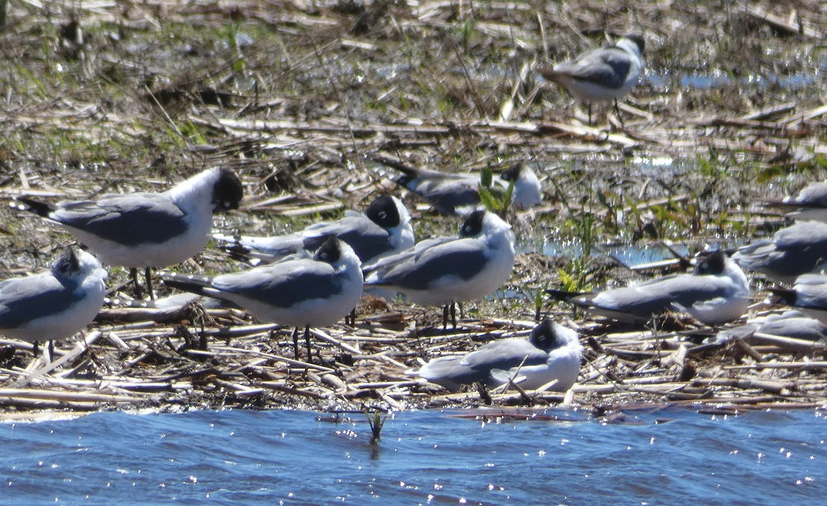 Mouette de Franklin - ML104570801