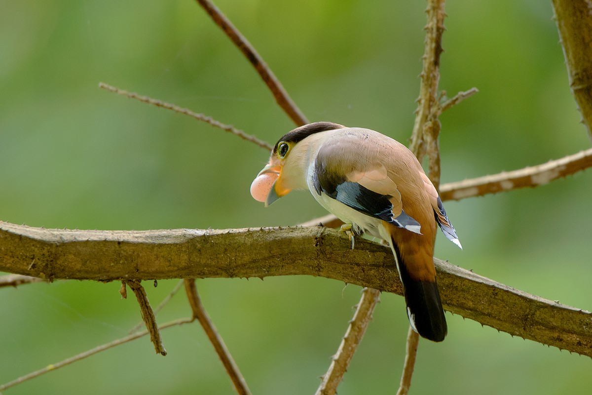 Silver-breasted Broadbill - ML104571611