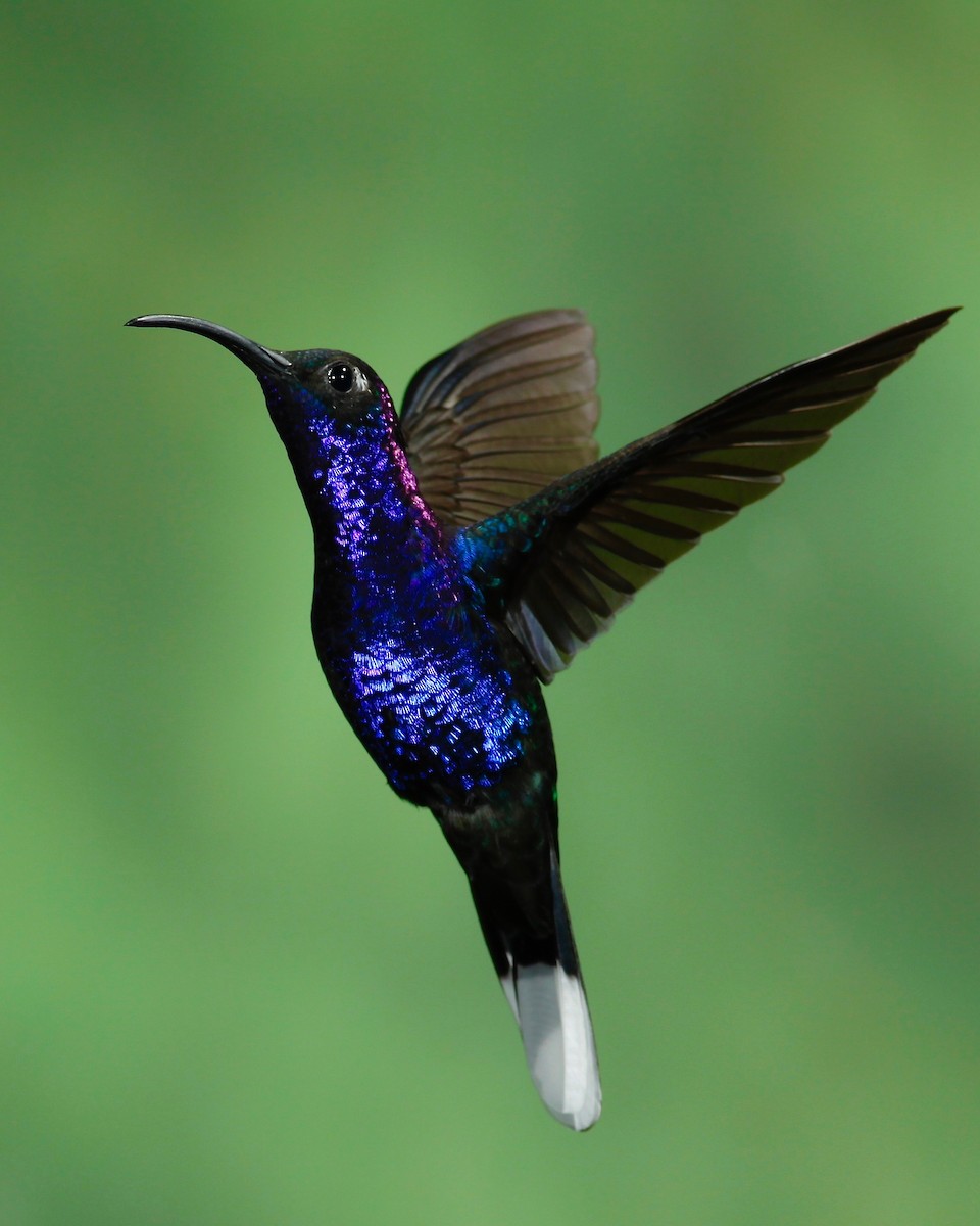 Colibrí Morado - ML104571661