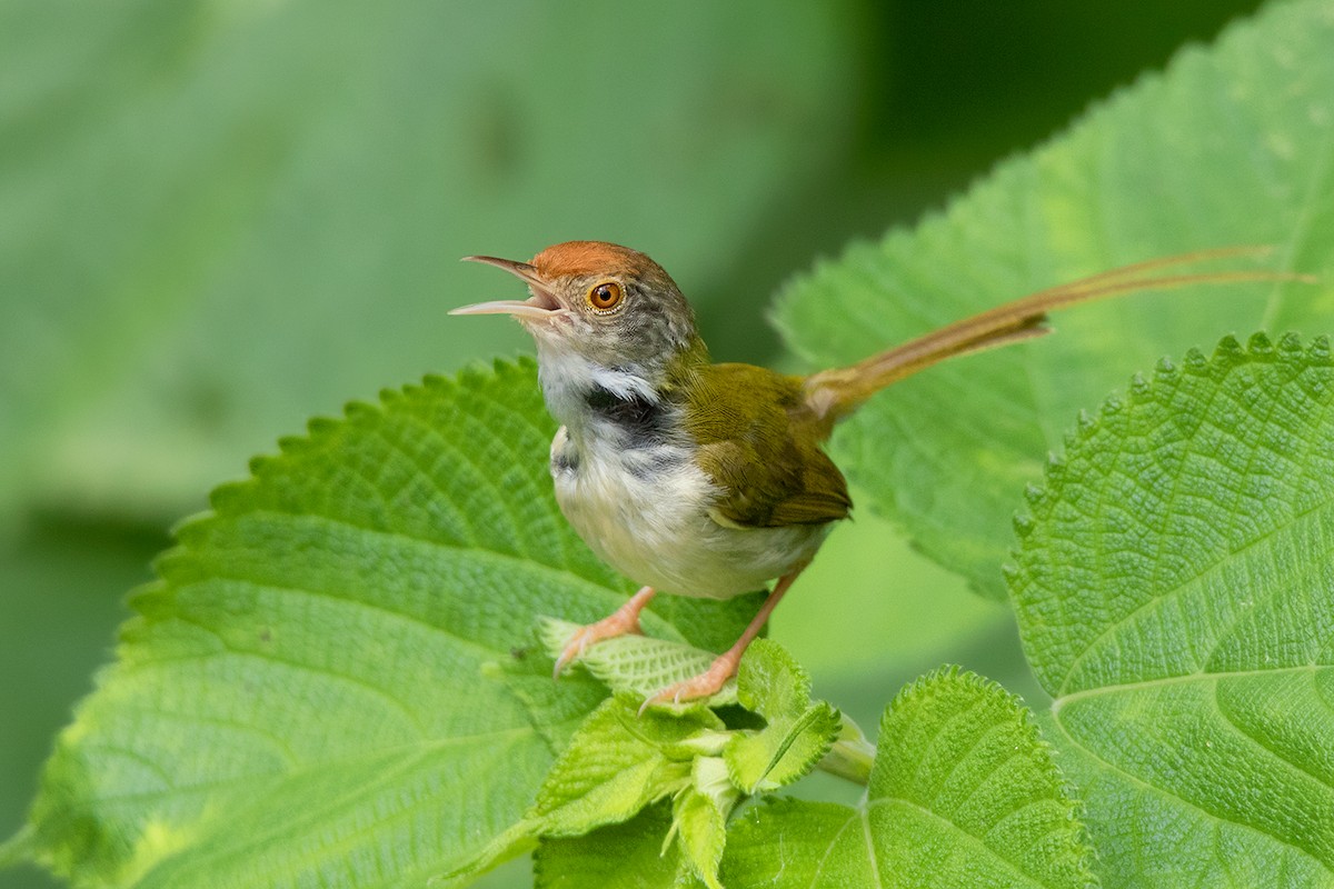 Rotstirn-Schneidervogel - ML104571741