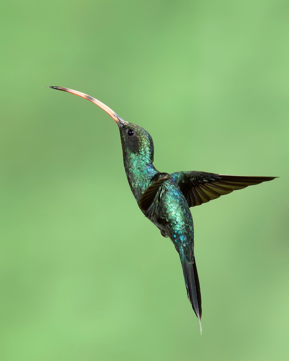 kolibřík šedobřichý - ML104571831