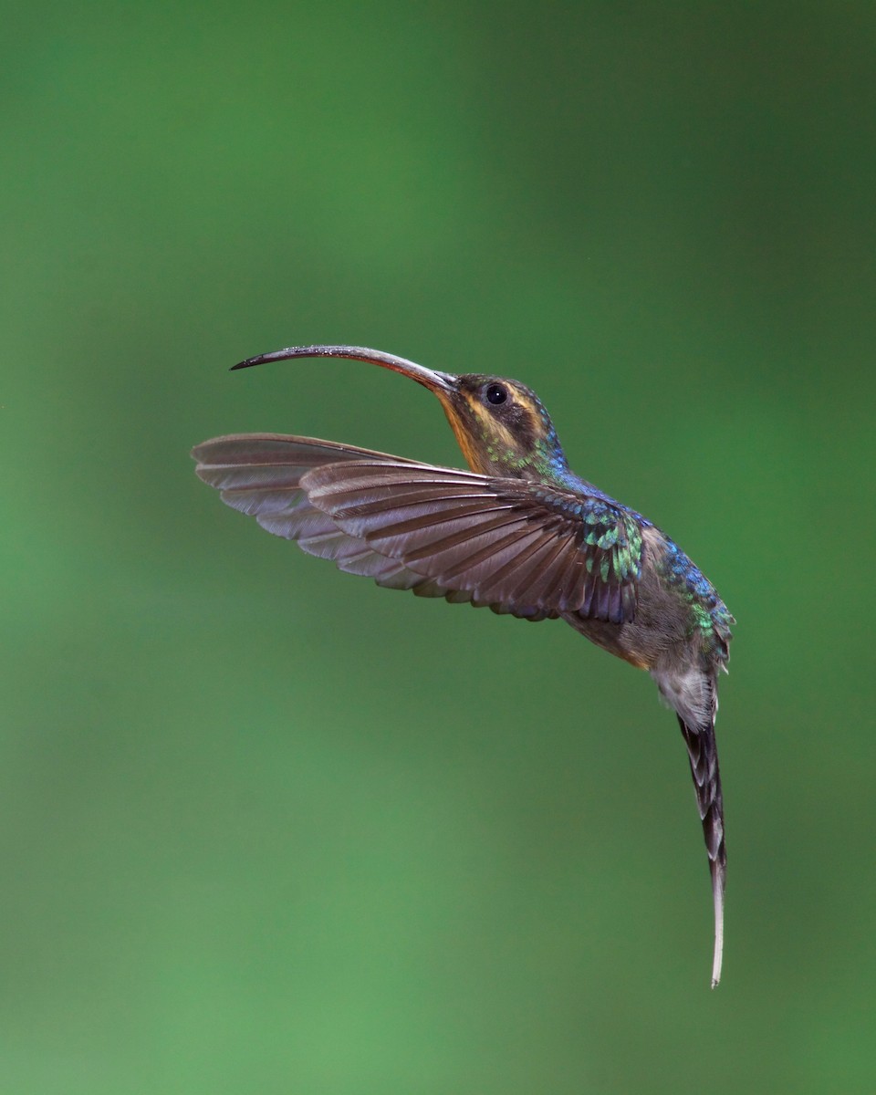 kolibřík šedobřichý - ML104571841