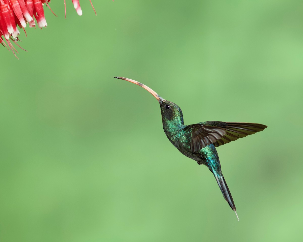 Зелёный колибри-отшельник - ML104571851