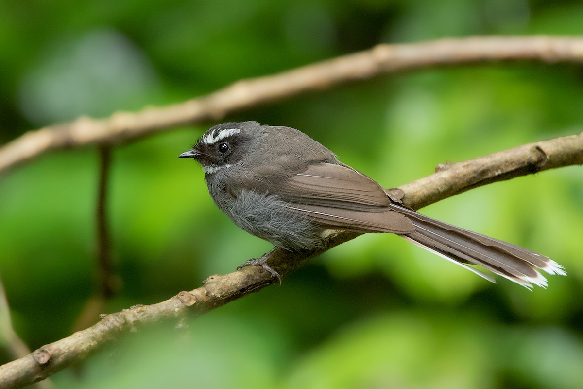 White-throated Fantail - Ayuwat Jearwattanakanok