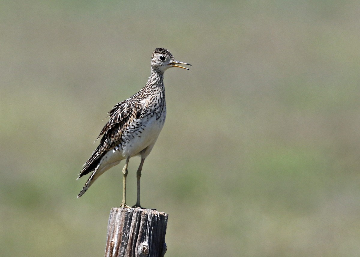 Upland Sandpiper - ML104572151