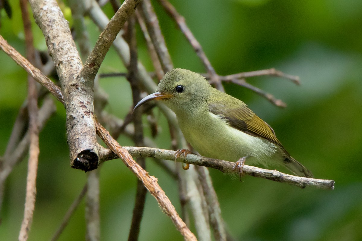 Schwarzkehl-Nektarvogel - ML104572171