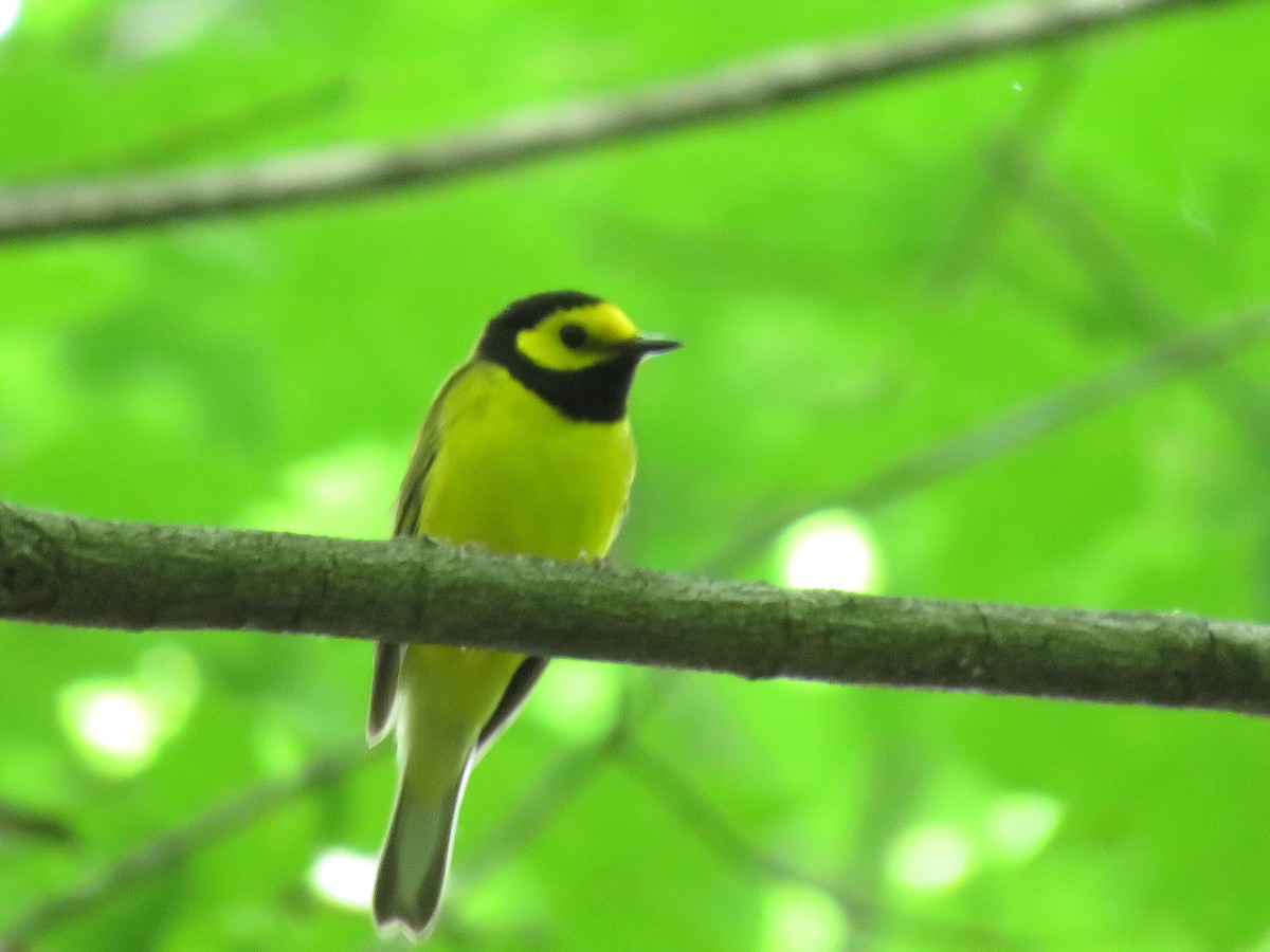 Hooded Warbler - ML104572891