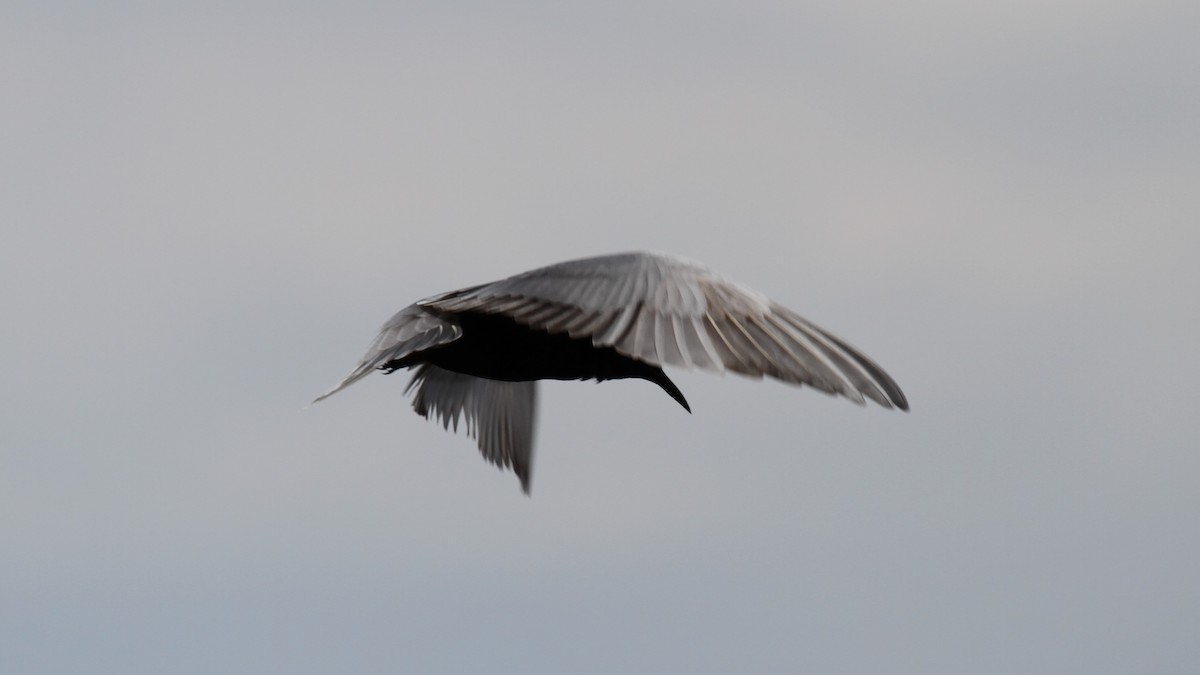 Black Tern - ML104574221