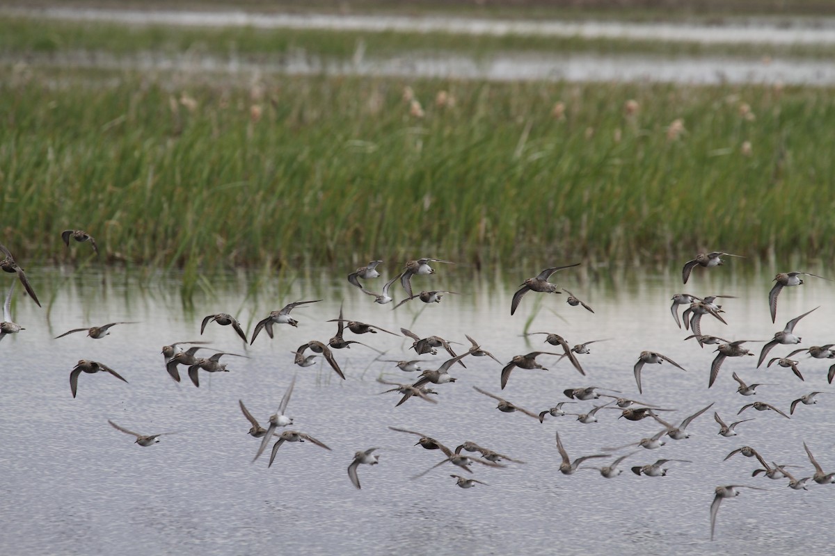 Stilt Sandpiper - Geoffrey Urwin