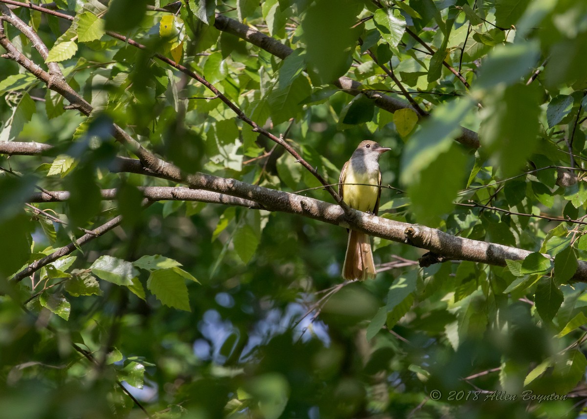 Great Crested Flycatcher - ML104574591