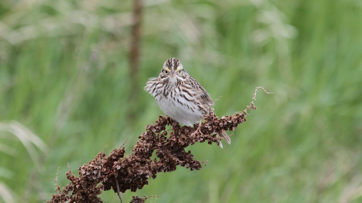 Savannah Sparrow - Geoffrey Urwin