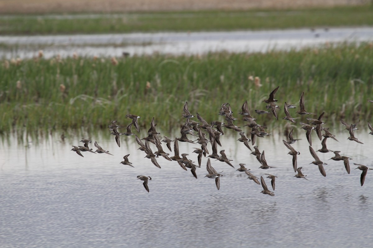 White-rumped Sandpiper - ML104574761