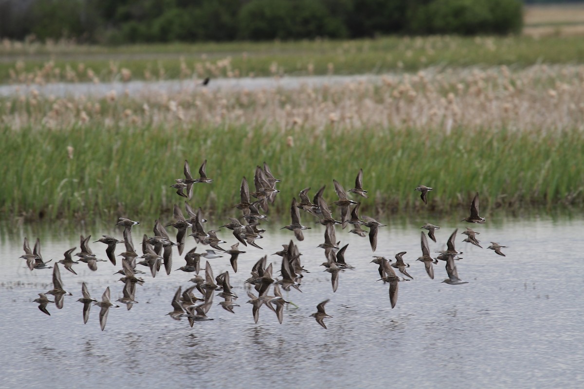 White-rumped Sandpiper - ML104574791