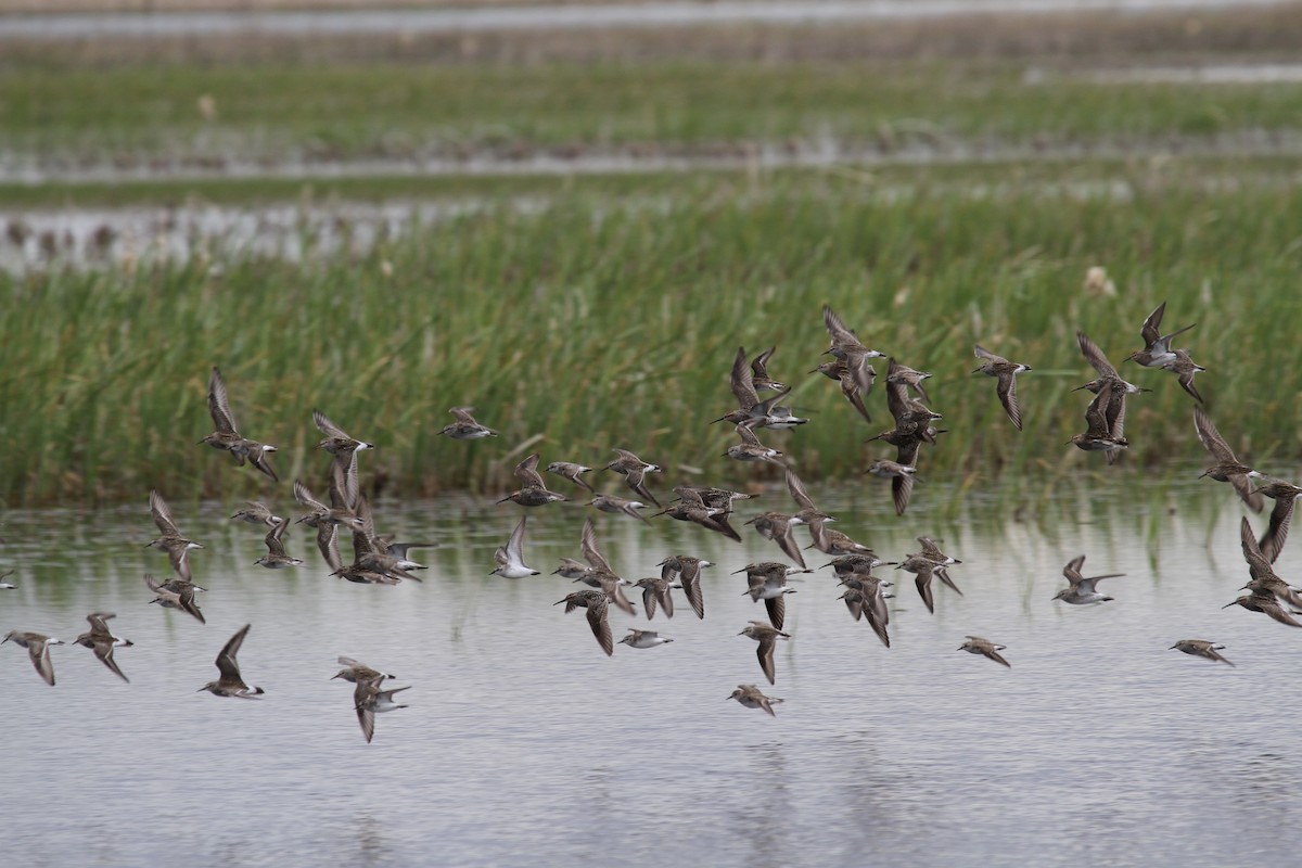 White-rumped Sandpiper - Geoffrey Urwin