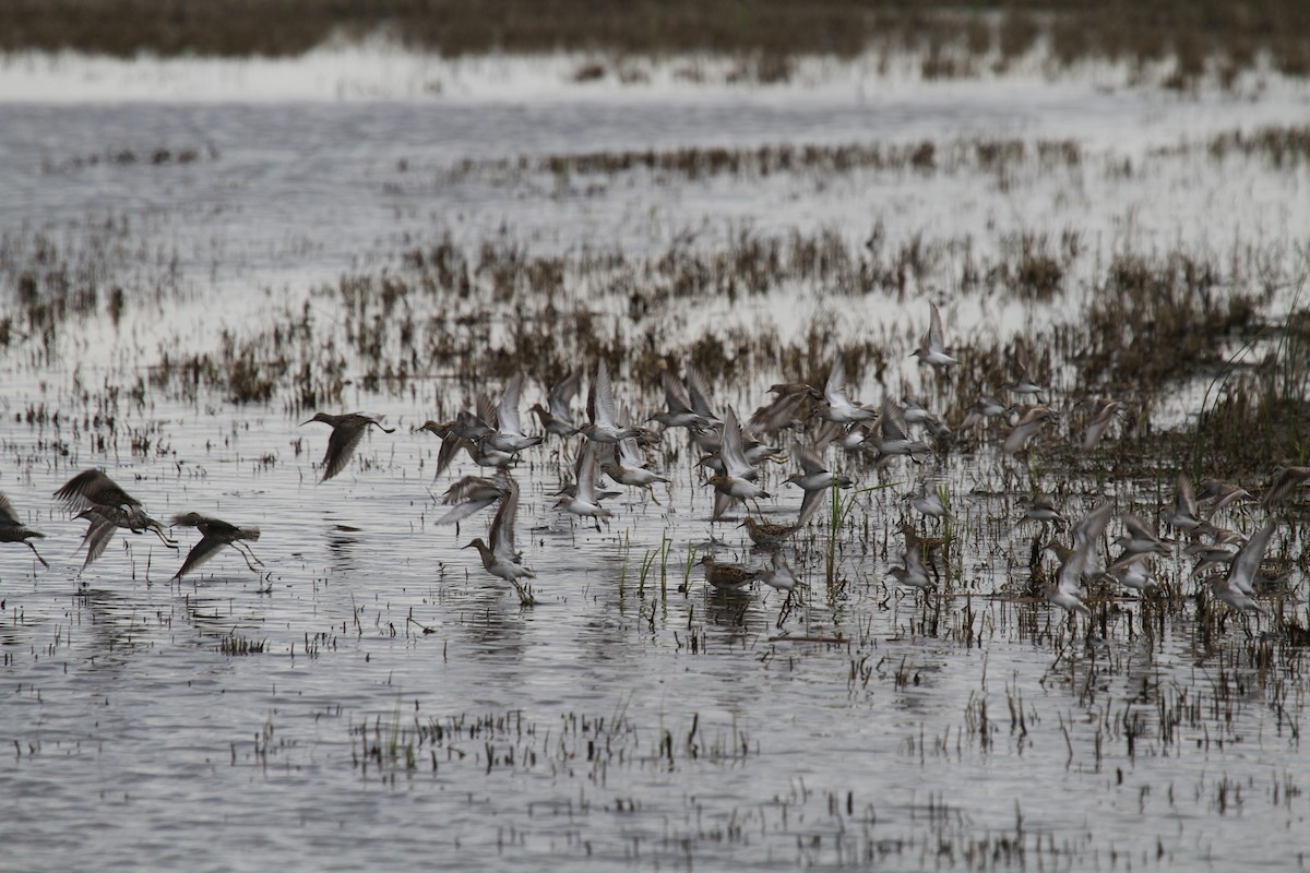 Pectoral Sandpiper - Geoffrey Urwin