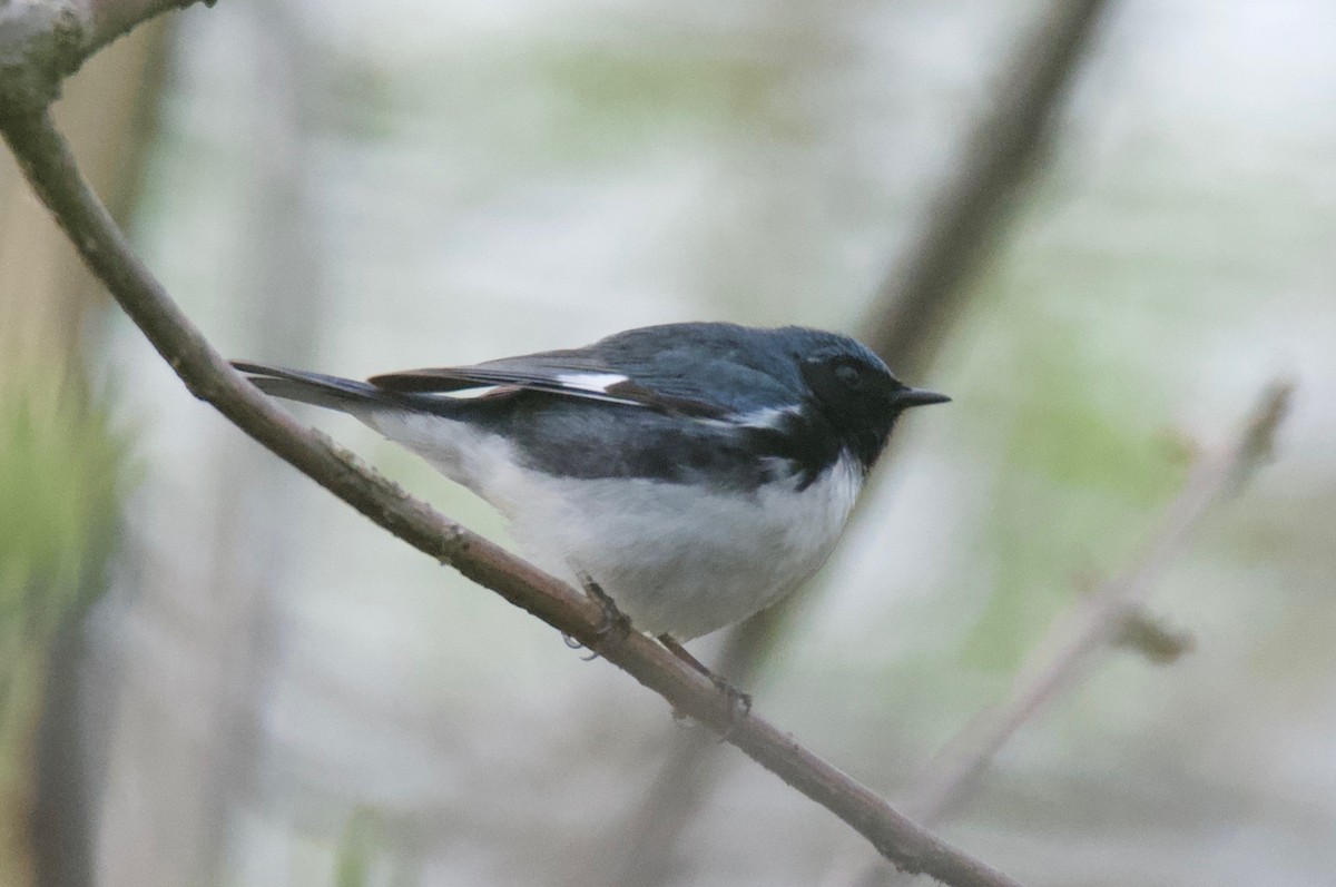 Black-throated Blue Warbler - Steve A
