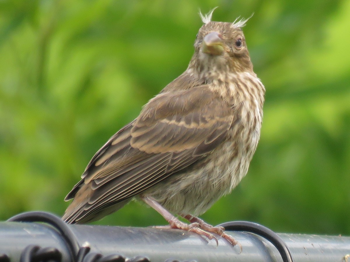 House Finch - ML104578491