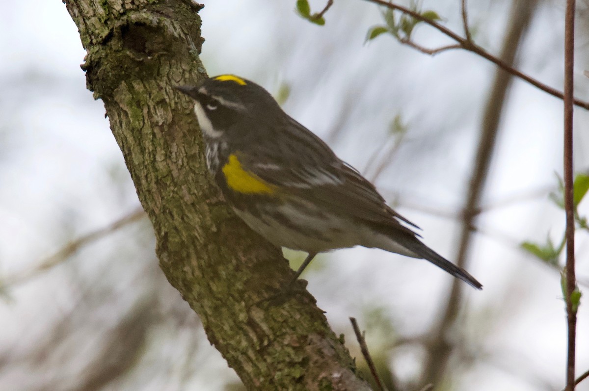 Yellow-rumped Warbler - Steve A