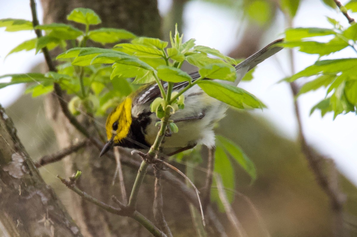 Black-throated Green Warbler - Steve A