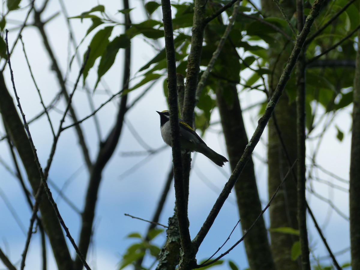 Golden-winged Warbler - ML104578661