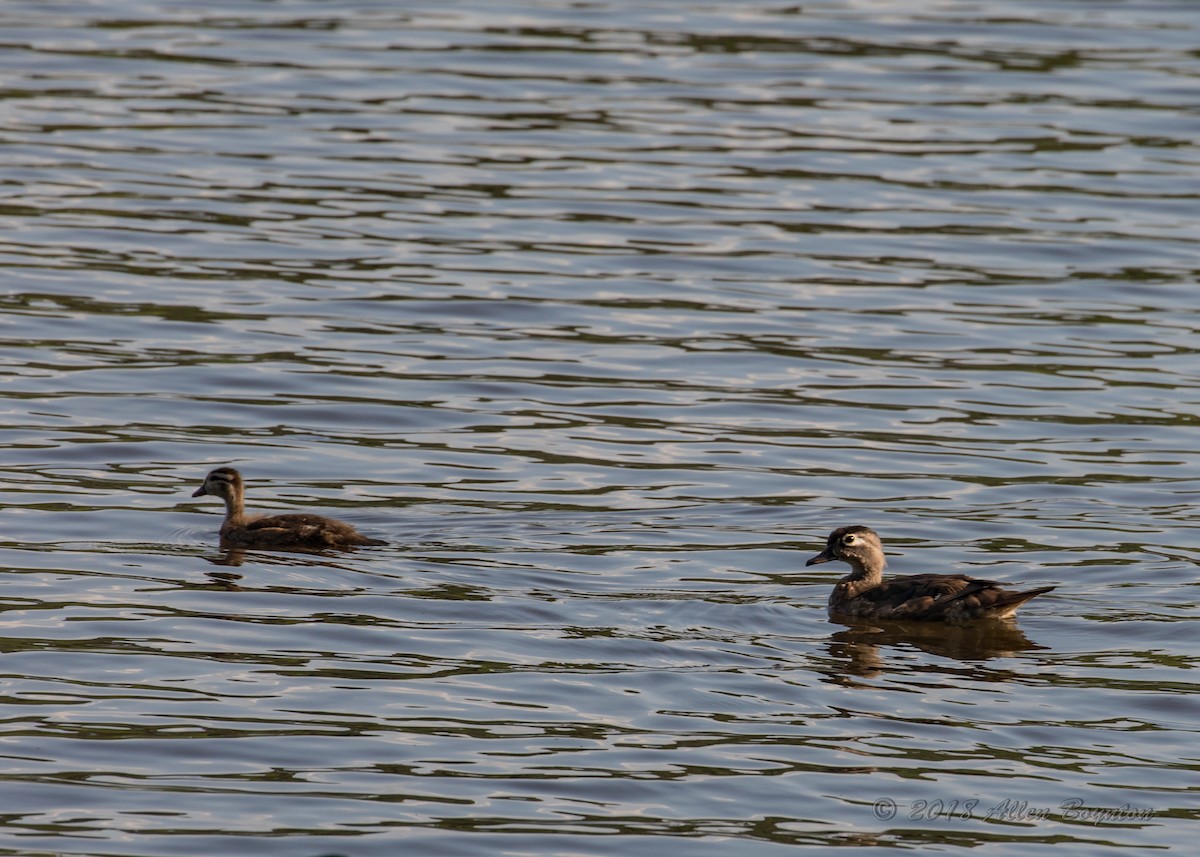 Wood Duck - ML104579881