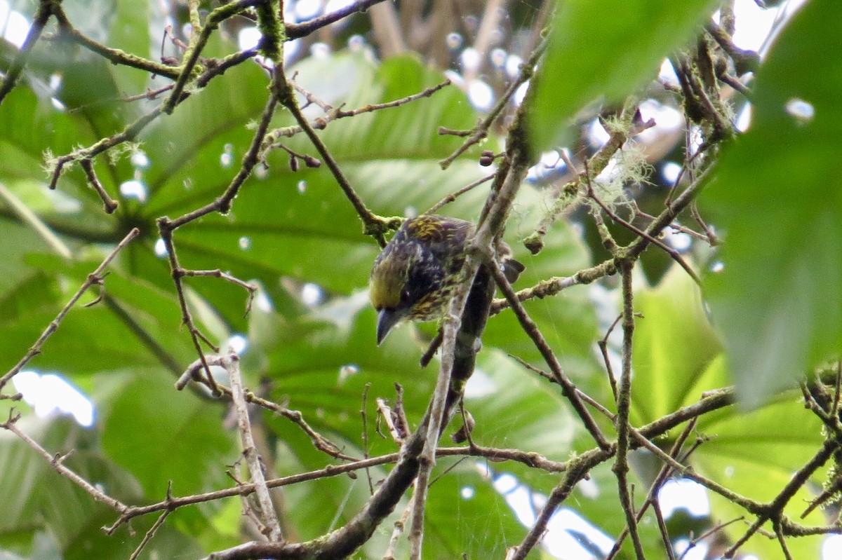 Yaldızlı Barbet - ML104580231