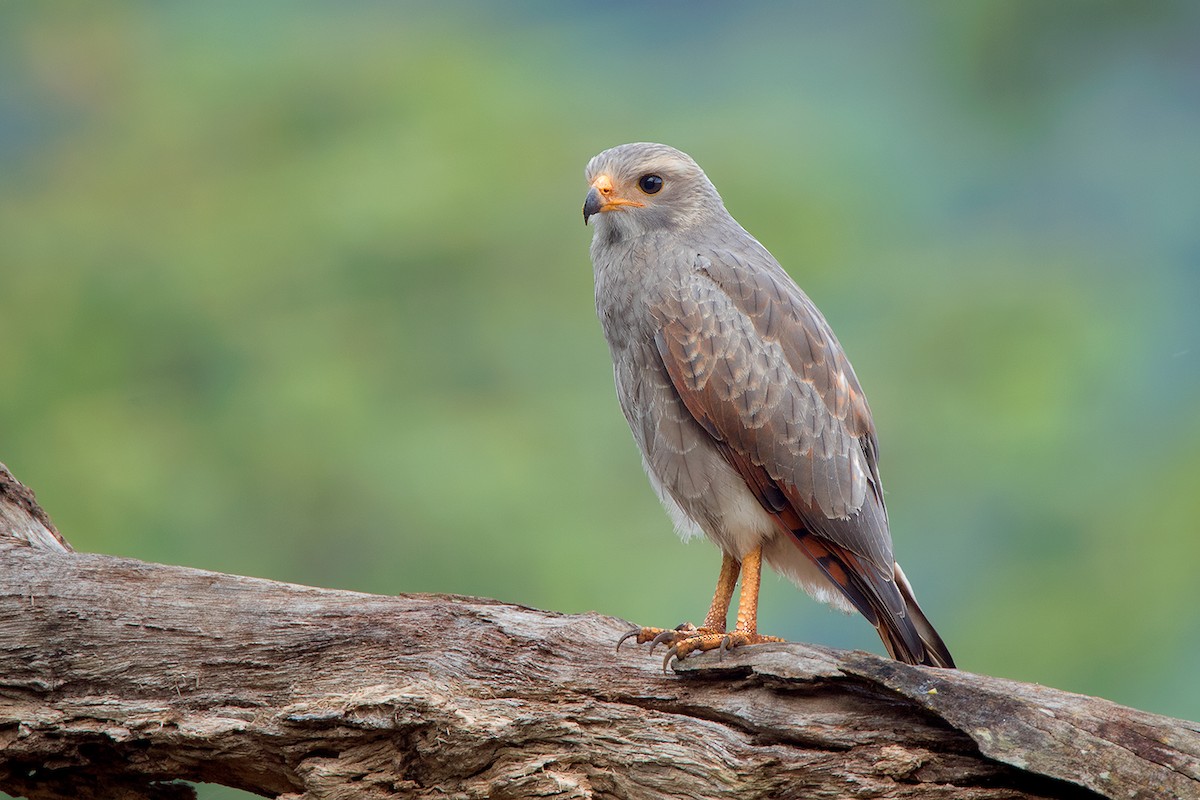 Rufous-winged Buzzard - Ayuwat Jearwattanakanok