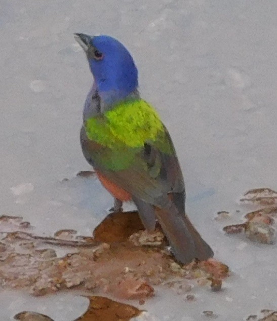 Painted Bunting - ML104582221