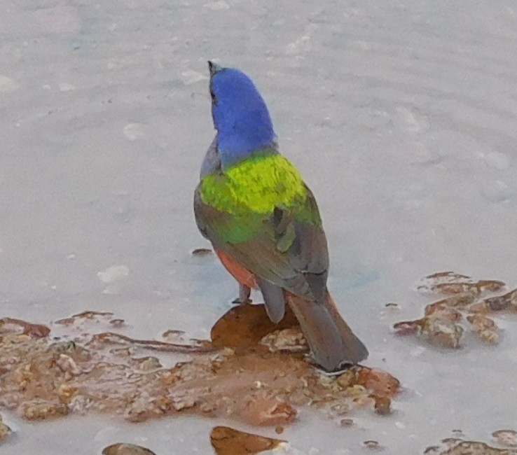 Painted Bunting - ML104582261