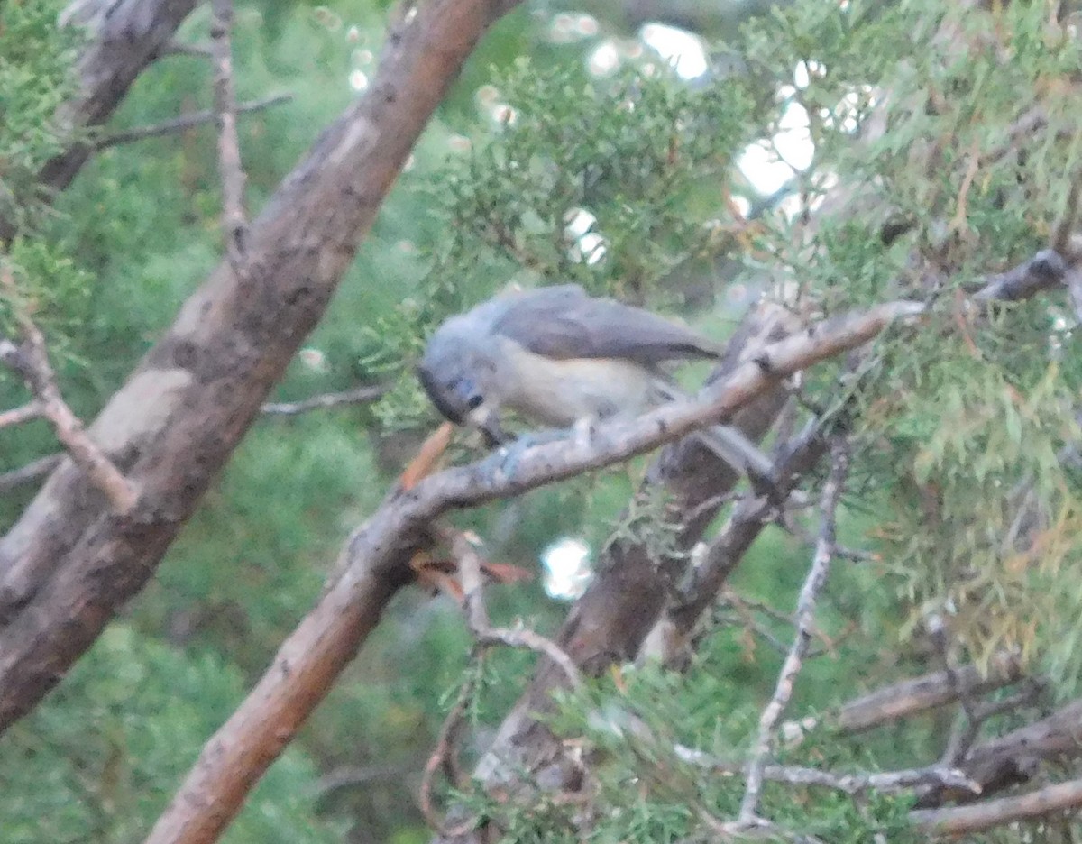 Black-crested Titmouse - ML104582401