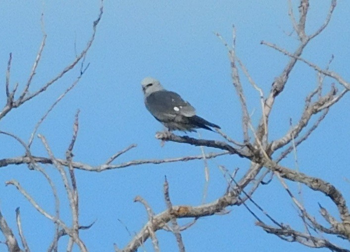 Mississippi Kite - ML104582561