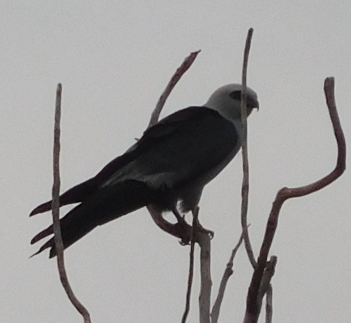 Mississippi Kite - ML104582591