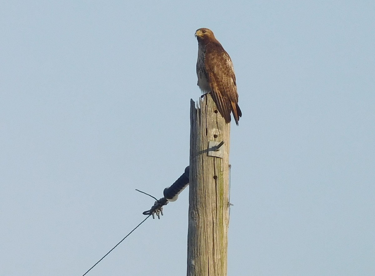 Red-tailed Hawk - ML104583381