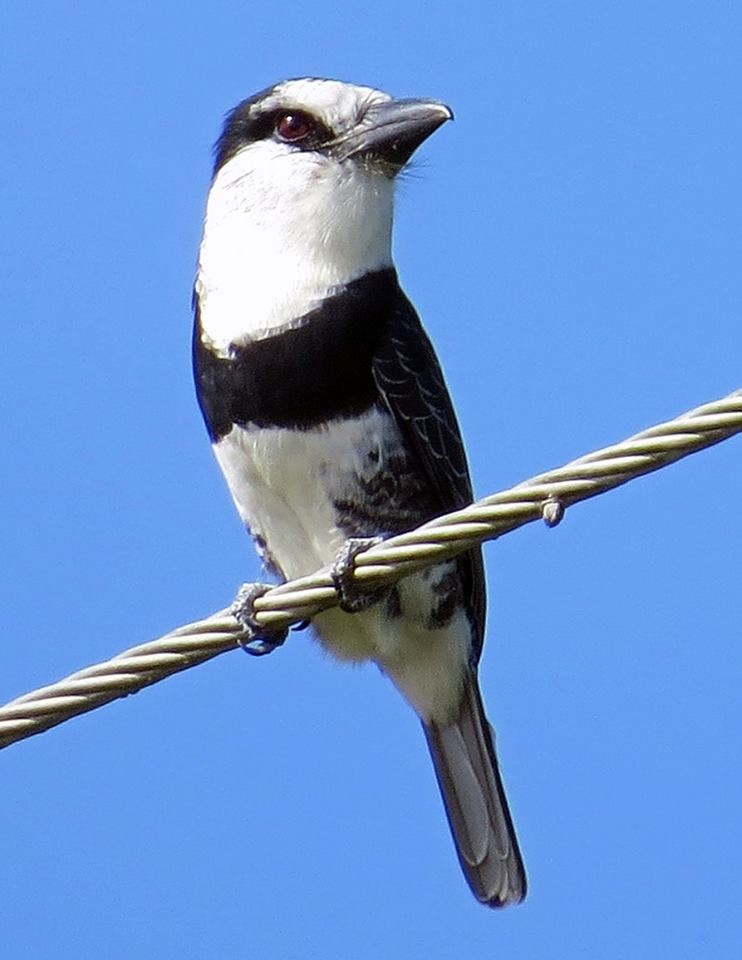 White-necked Puffbird - Mary Goodart