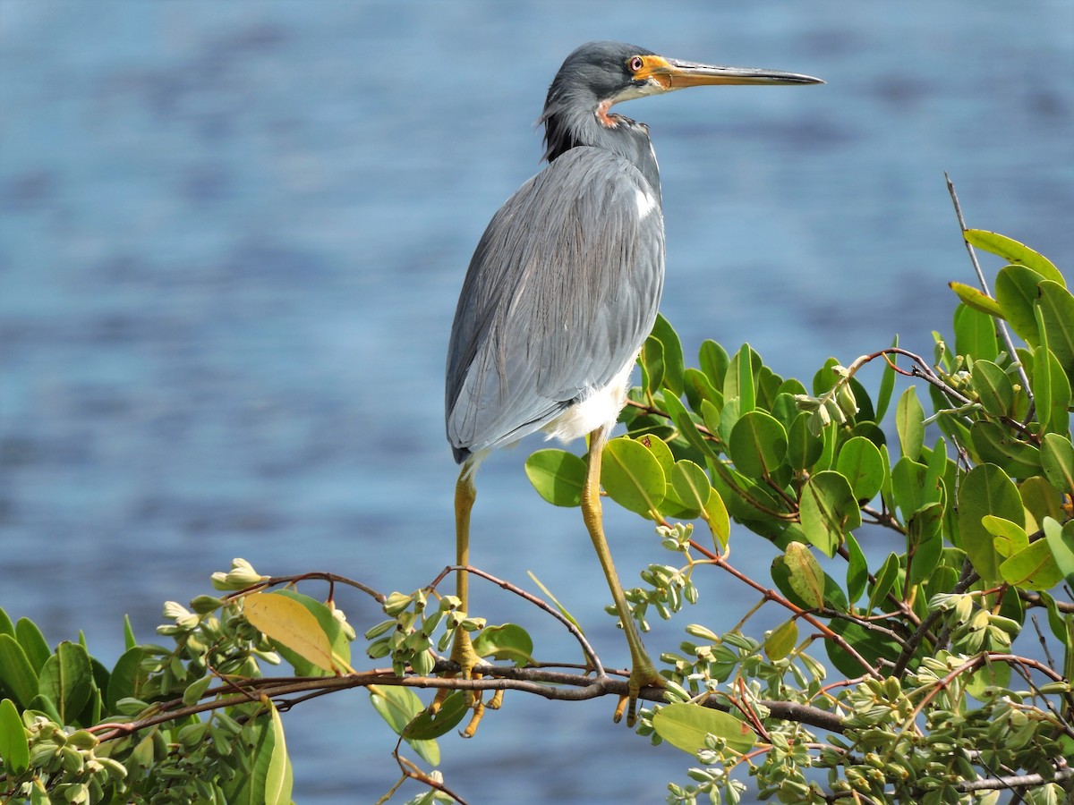 Tricolored Heron - ML104586041