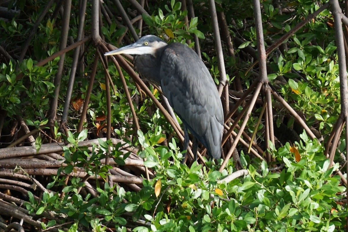 Garza Azulada - ML104586101