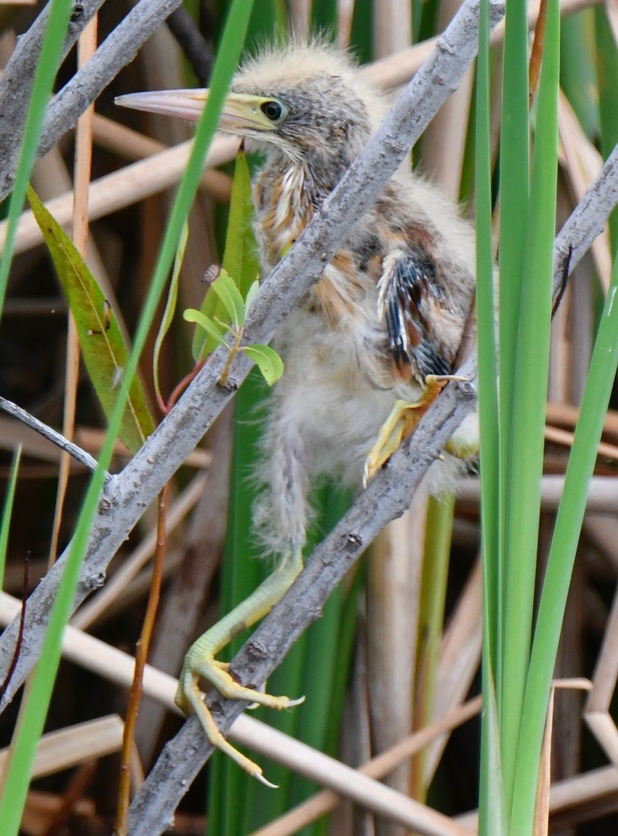 Least Bittern - ML104586431