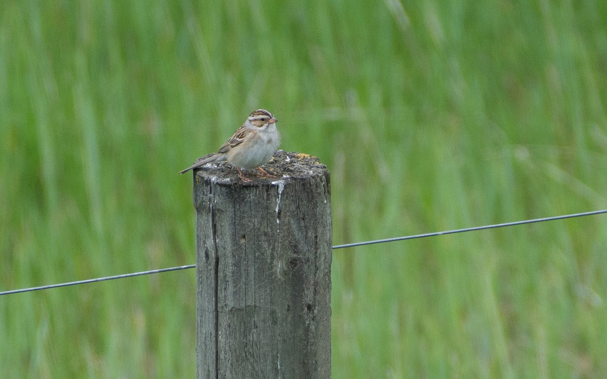 Clay-colored Sparrow - ML104586601