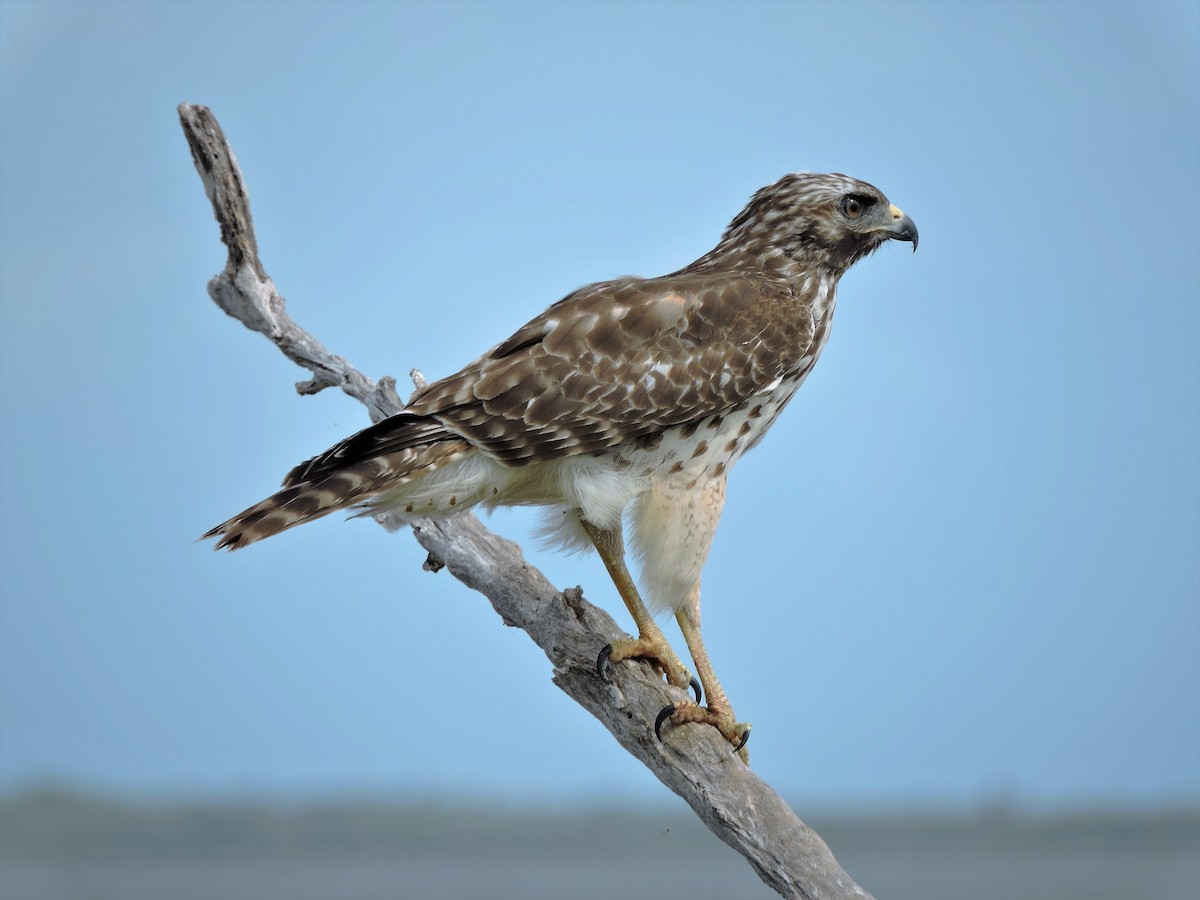 Rotschulterbussard - ML104586651