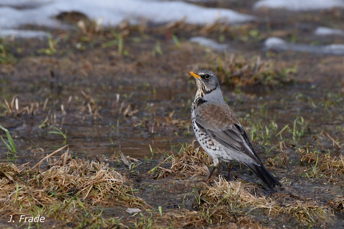 Fieldfare - José Frade